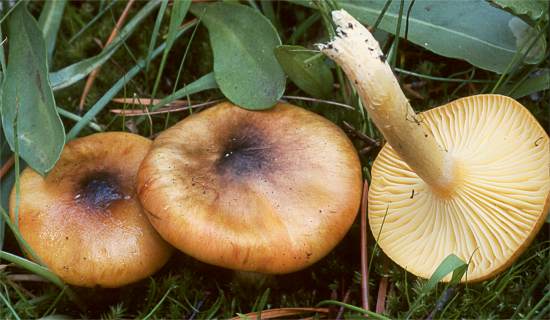 Hygrophorus hypothejus